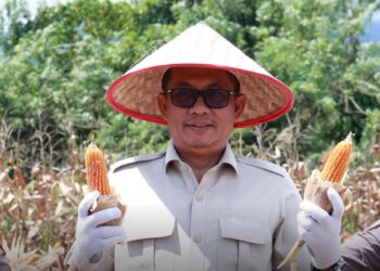 Ketua Sementara DPRD Sumbar Hadiri Panen Raya Jagung di Nagari Katapiang
